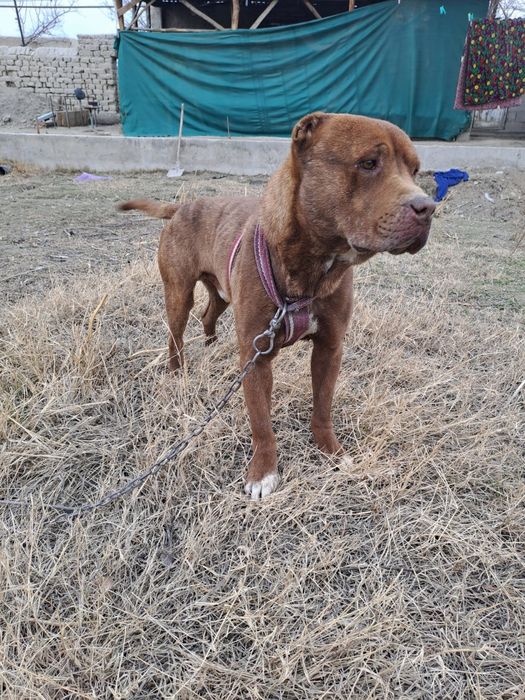 Zoti:pitbul  erkak  soglom