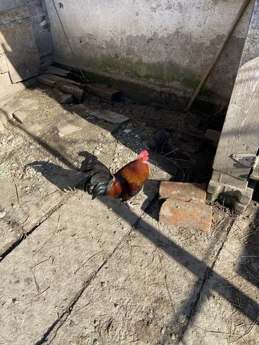 Vand cocos italian pitic