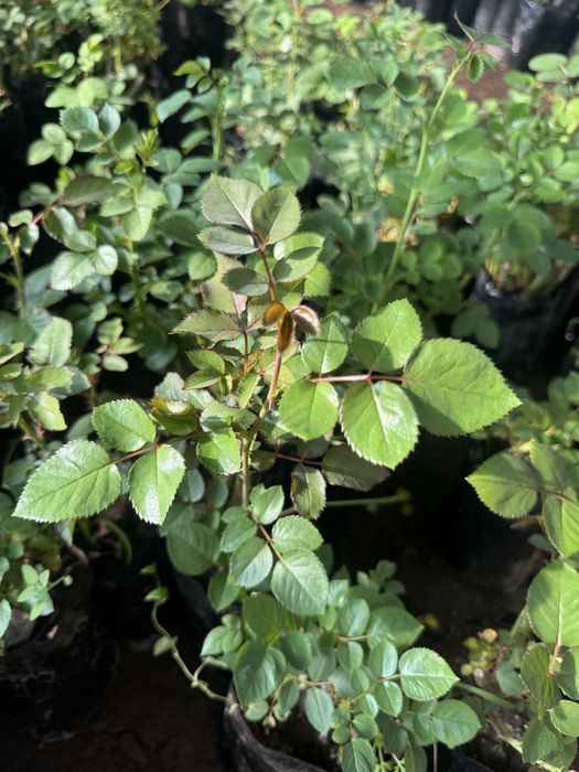 Саженцы Розы 9 видов