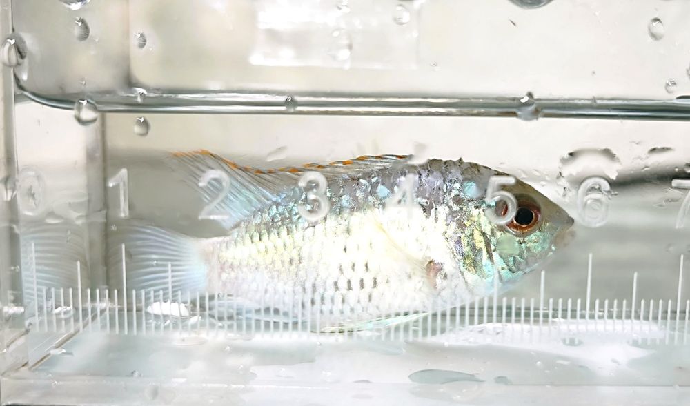 Electric Blue Acara.