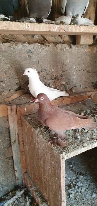 Голуби бойные разных мастей