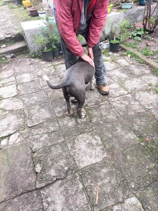 Питбул   син нос