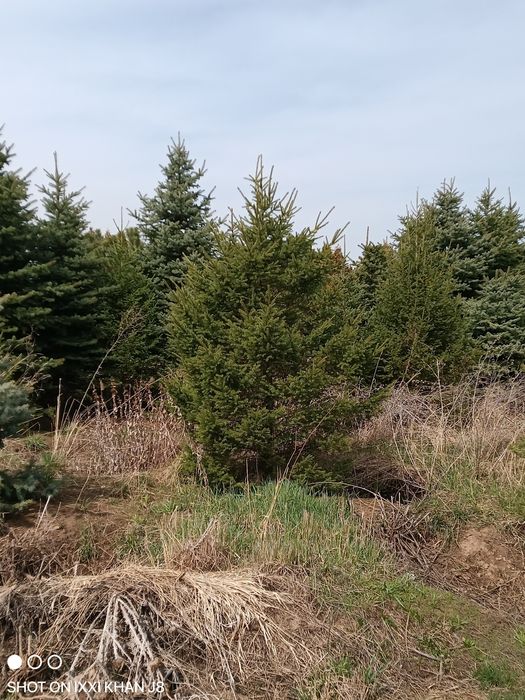 Срочно продам самовывоз