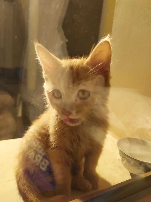 Кошка | Девочка Мия