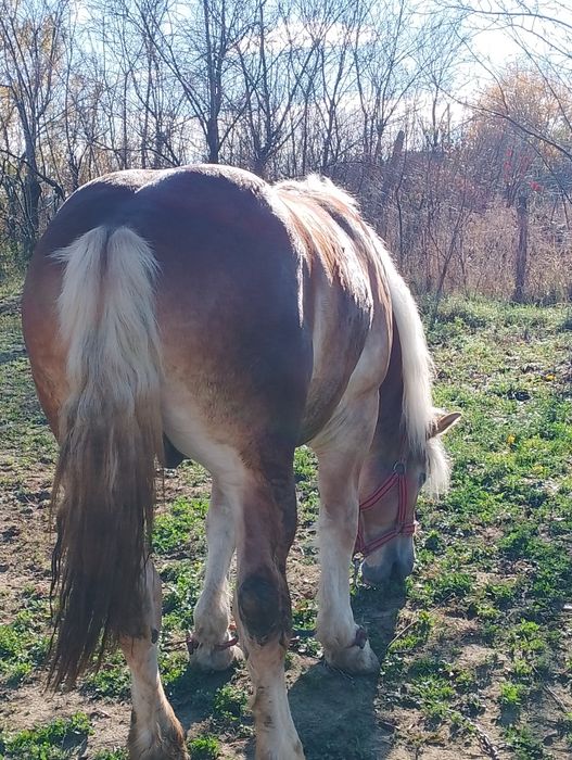 Mânz de un an jumate