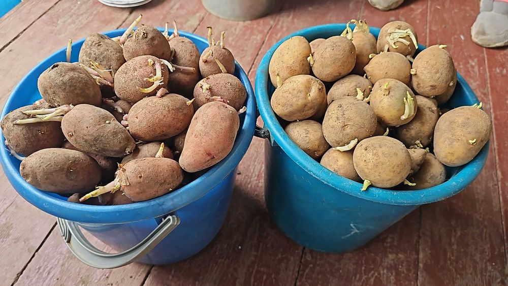 продам семенной картофель