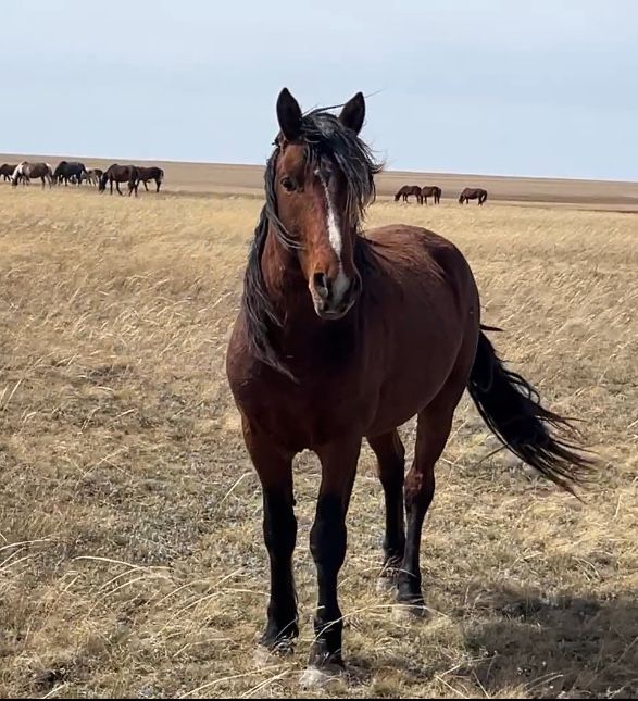Продается жеребец