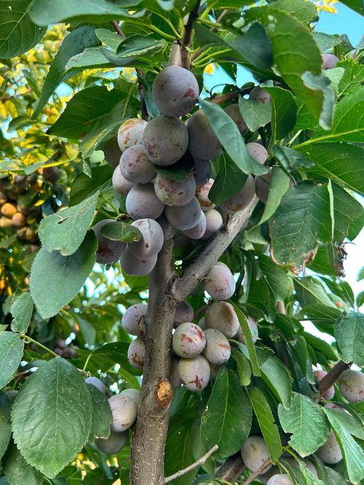 Prune compot/tuica