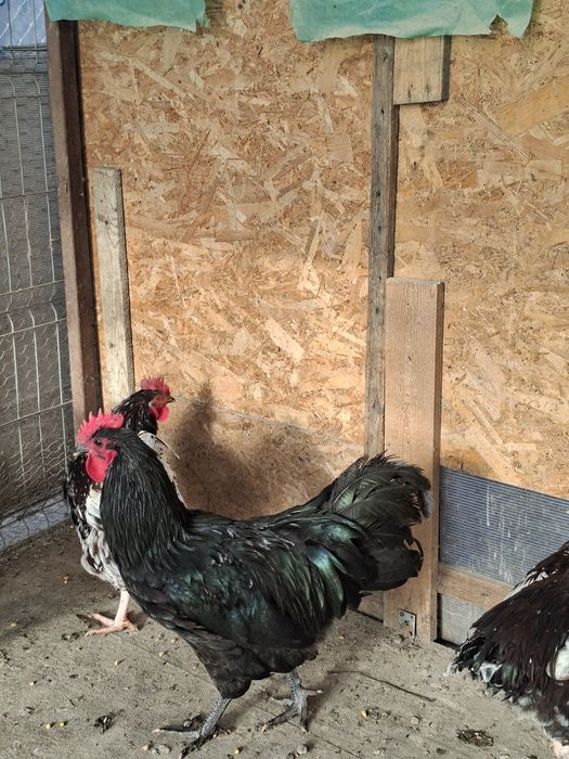 Cocosi australorp si sussex portelan