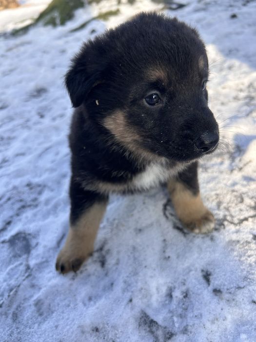 Отдаю щанят полу авчарок