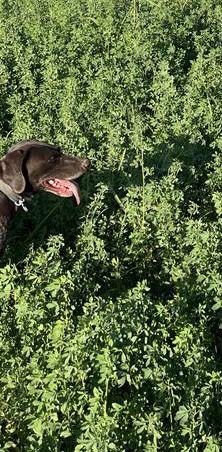 Ит жогалды Сарыагашта