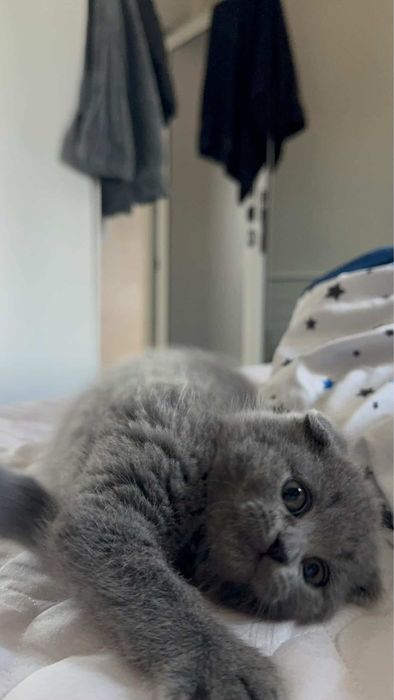 Британско женско коте