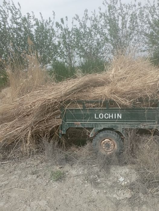 Srochna Qamish sotiladi