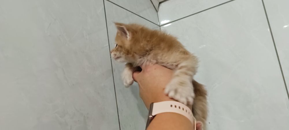 Котята мейкунчики