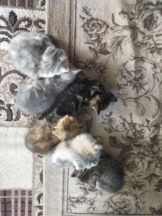 Отдам котят в добрые руки
