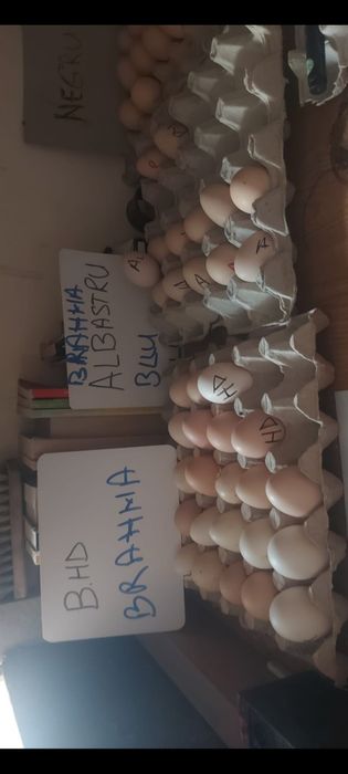 Ouă de incubație din Brahma  HD Brahma  Albastru Cochinchina Galben  Urias