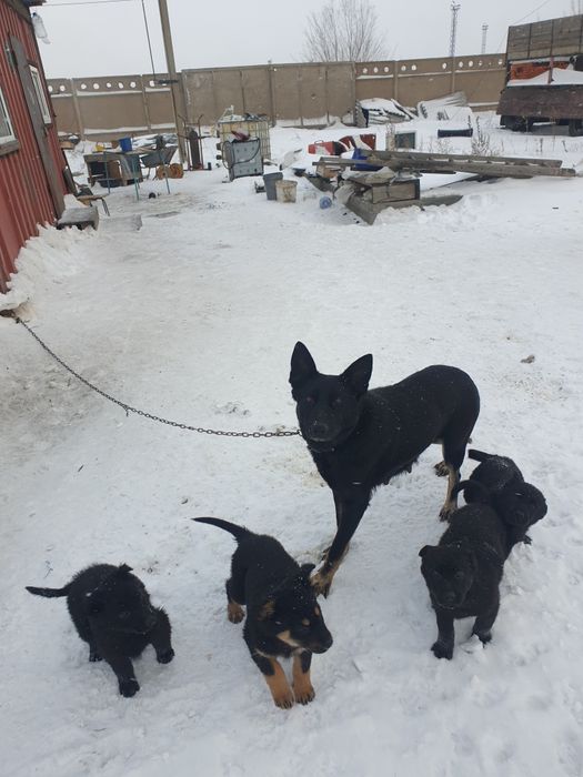 Отдам щенков немецкой овчарки в хорошие руки