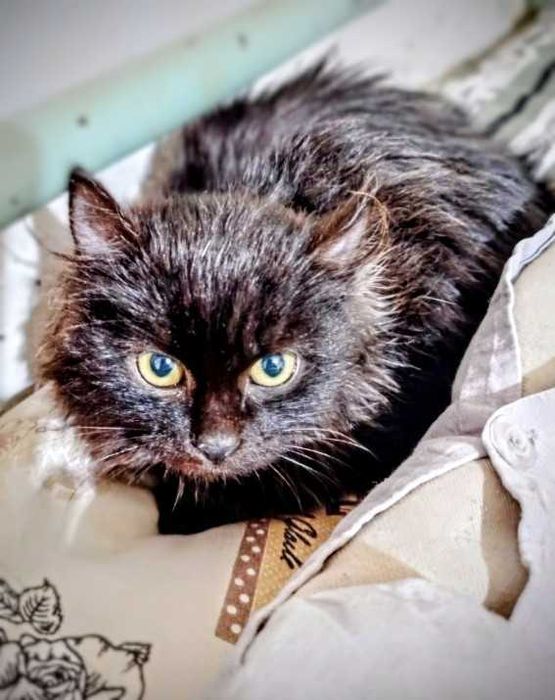 Котенце търси дом