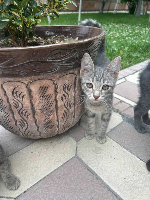 Отдам котят в хорошие руки