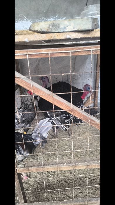 Kurka sotiladi jaydari