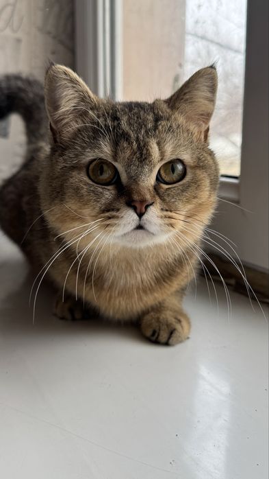 Продается золотистый шиншилла