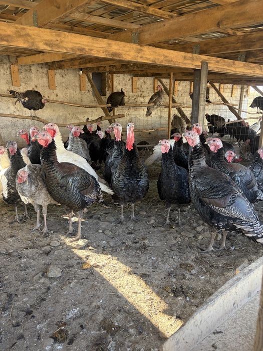 Продам индюков, бронза 708