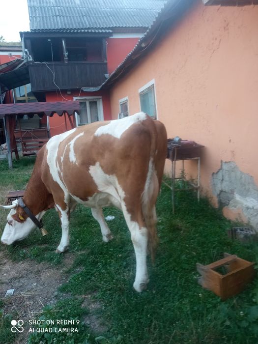 Vând vacă de patru ani