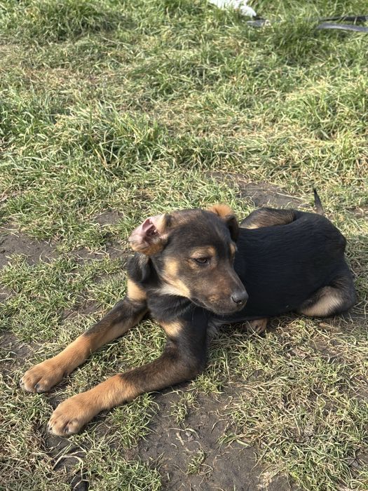 Кученца малка порода