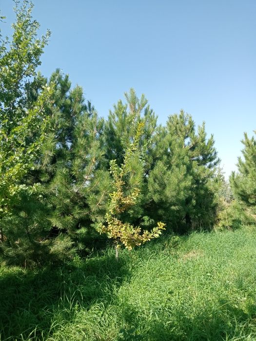 Сосны  обычные и крымские