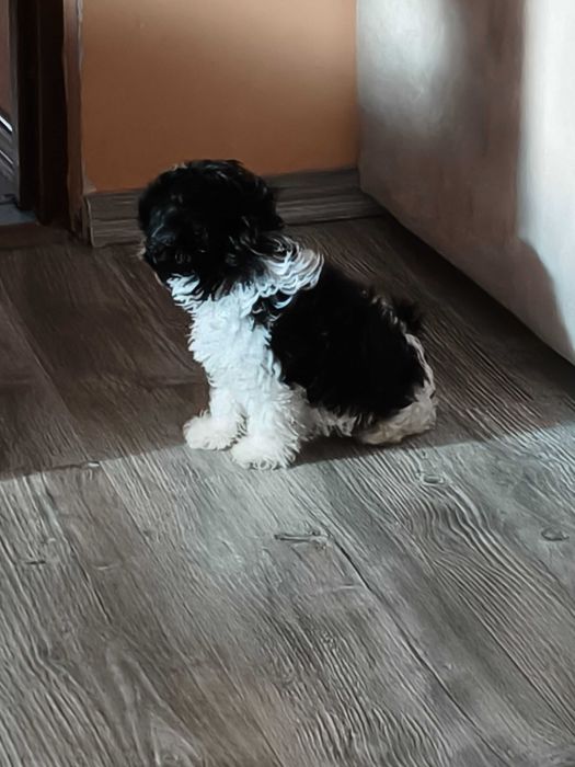 Catel bichon talie mica