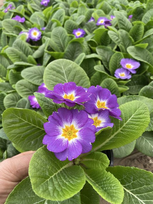 Пролетни цветя за 8 - ми март