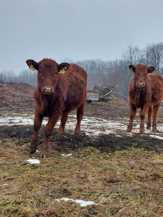 De vanzare  vitele angus