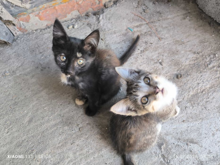 Отдадим котят в хорошие руки
