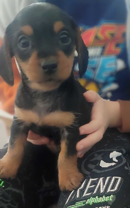 ПОДАРЪК ЗА Коледа - Дорки