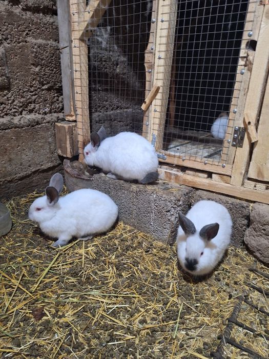 2 самки 1 самец  кролики Калифорний
