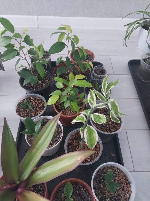 Продам комнатные цветы