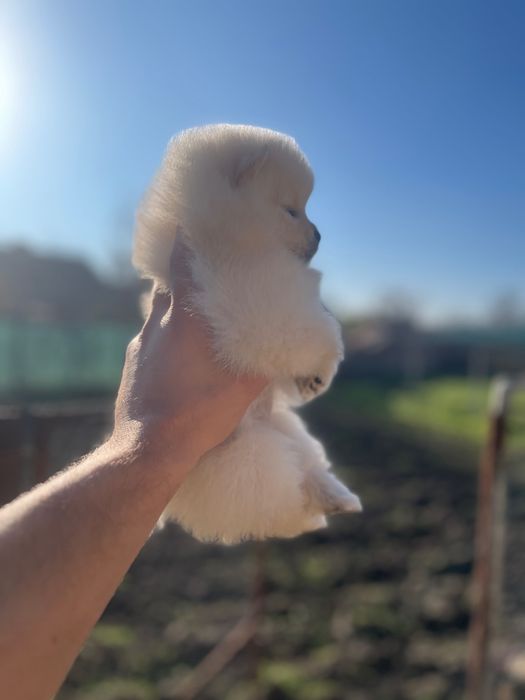 Мини померанчета