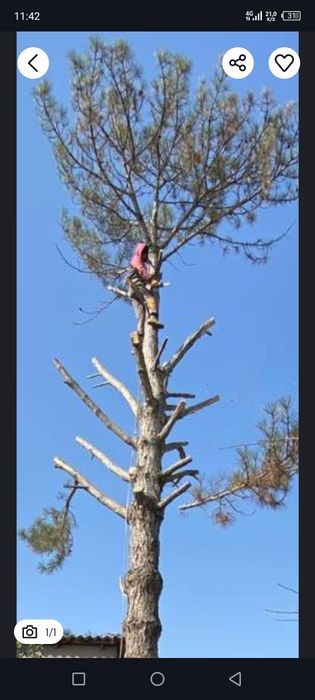 Дарахт кесиш хизмати обрезкас пил