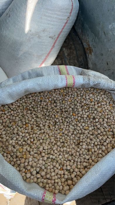 Mazăre de primăvară