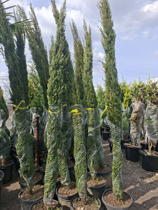 Chiparos Coloana Toscana, Cupressocyparis Tottem, ghiveci 90L, H 2.5-