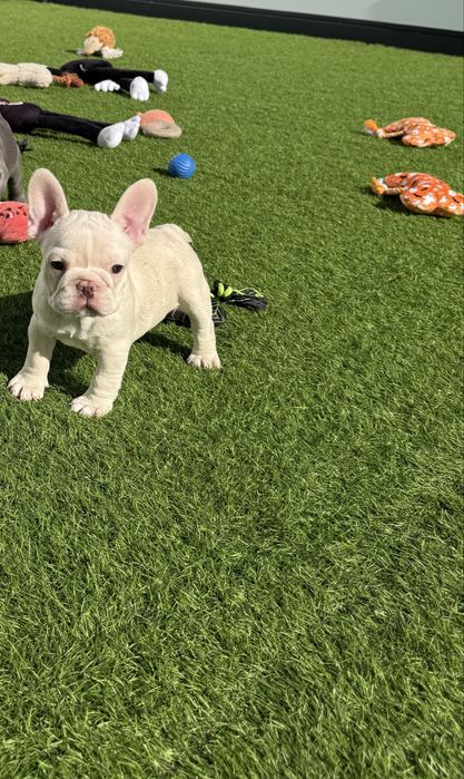 Bulldog Francez Luxurious Frenchie House