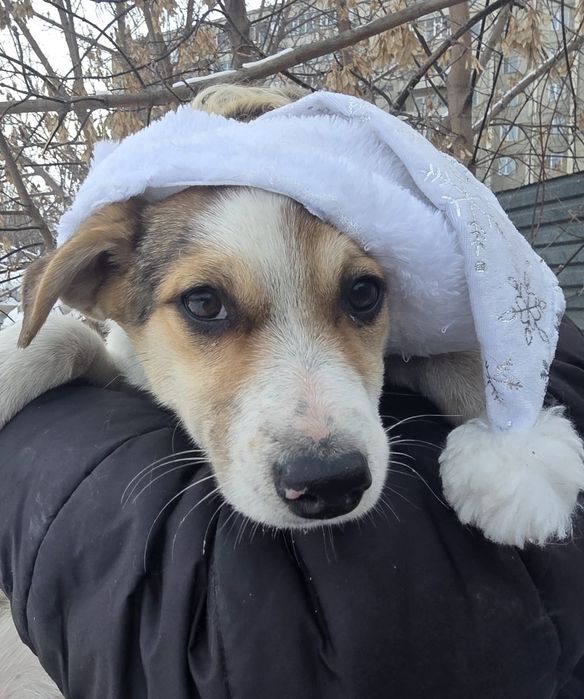 Отдам в хорошие руки