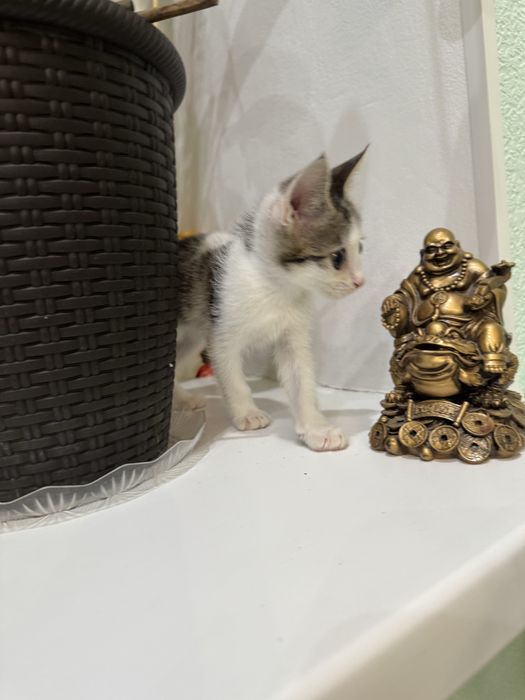 Отдам котенка в добрые руки