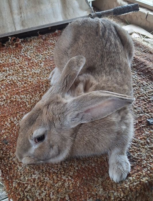 Великан куён сотилади