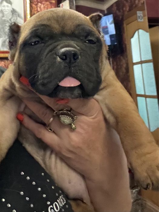 Американский булли