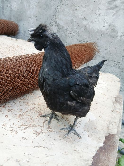 Qora tovuq gowt qora tuxum kok