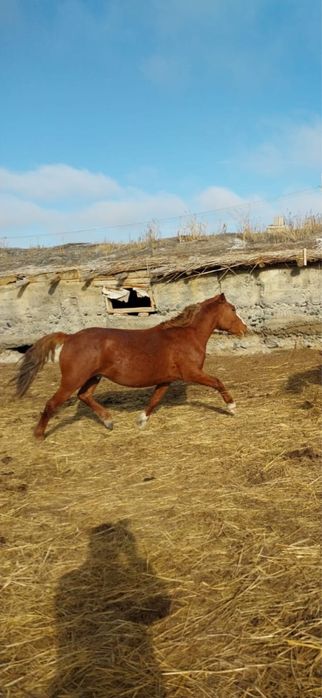 Айғыр сатылады 5жасар