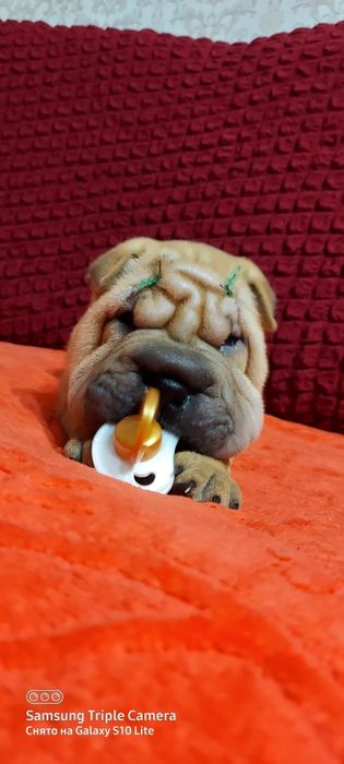 Продам щенков шарпея.