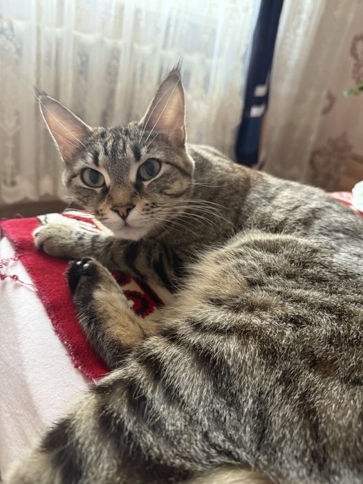 Отдам кошек в добрые руки