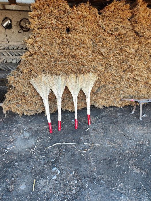 Supurgi venike optom